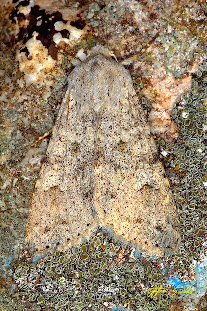 Noctuidae - Ammoconia senex